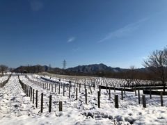 -北京张裕爱斐堡酒庄