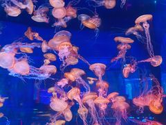 -上海海昌海洋公园