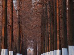 -黄海国家森林公园