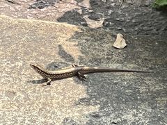 -宁波市保国寺古建筑博物馆