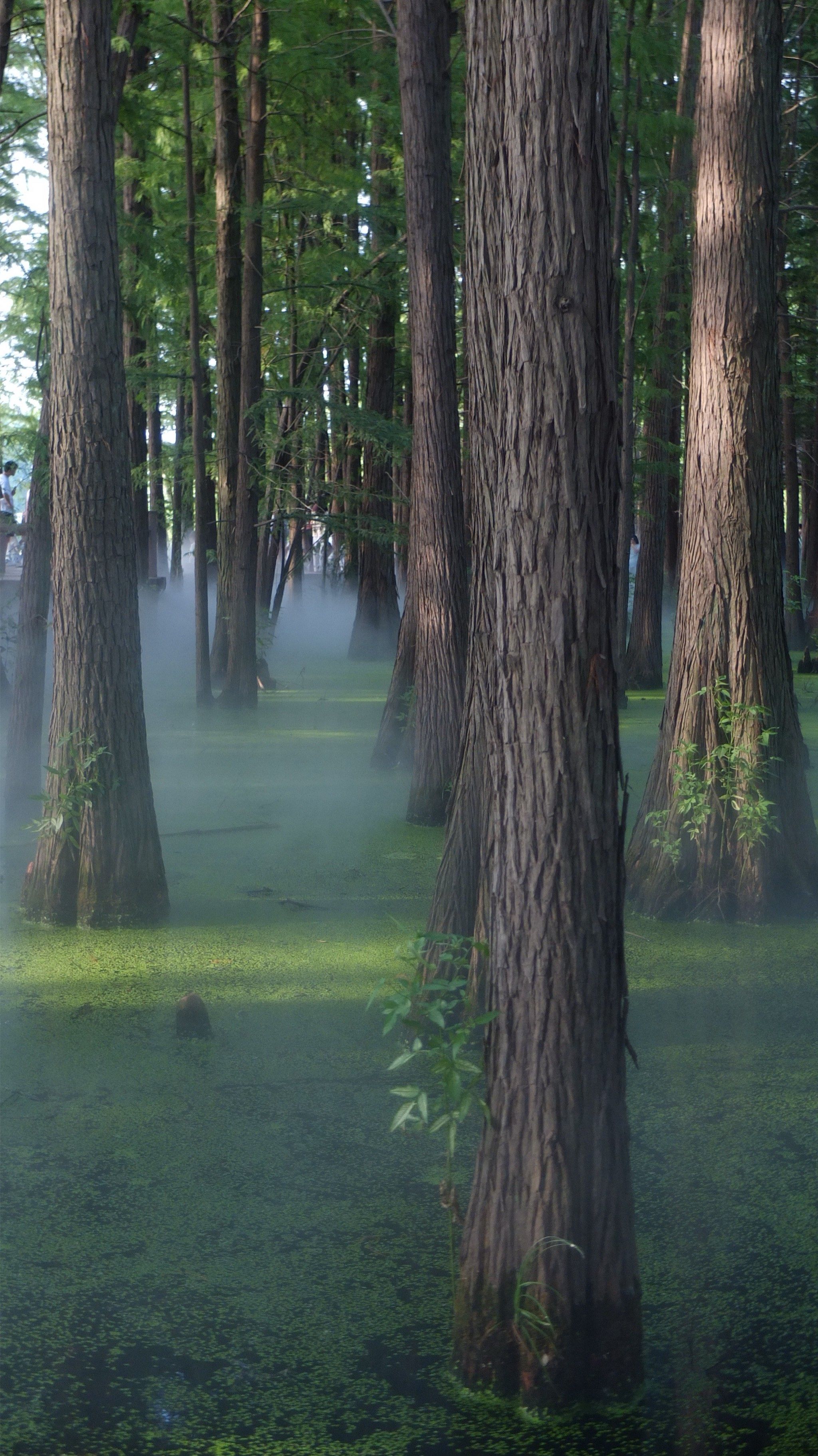 有雾好看还是没雾好看?