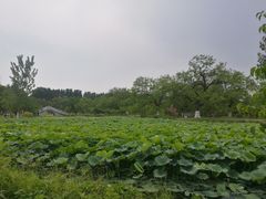-御林古桑园