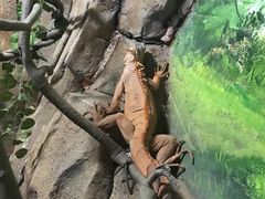 -灵玲国际马戏城