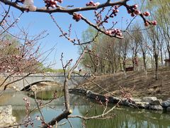 -大兴滨河森林公园