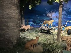 -国家自然博物馆