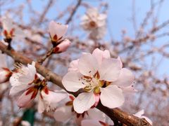 -永定河休闲森林公园