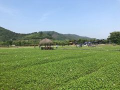 -径山花海