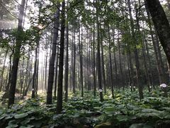 -洛阳白云山景区