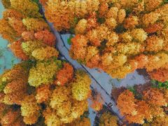 -桤木河湿地公园