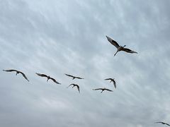 -盐城丹顶鹤湿地生态旅游区