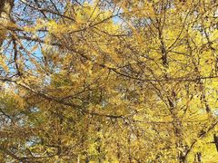 -塞罕坝国家级自然保护区