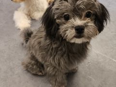 -有喵·猫咖·狗咖·40+猫狗有小奶狗(岗厦店)