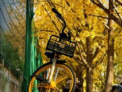 -三里屯东五街银杏大道