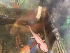 -上海大自然野生昆虫馆(东方明珠·爬宠昆虫探索中心)