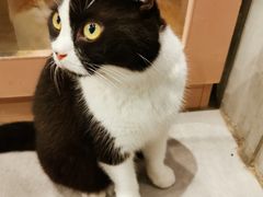 -猫儿山۰猫主题餐厅