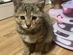 -福懋动物医院·犬猫全科·外科·重症科(杏林分院)