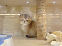 -柚子猫舍·精品猫舍购猫·猫咪认养·购宠·宠物店
