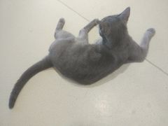 -藏猫猫咖啡主题馆(中央大道店)