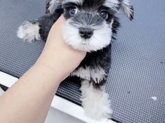 -萌宠之家·腊肠犬·马尔泰·小体犬舍