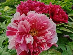 -莲花池公园