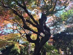 -常寂光寺