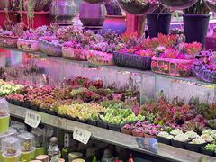 -花鸟鱼虫鲜花绿植市场(玉泉路店)