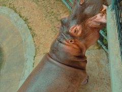 -泉州海丝野生动物世界