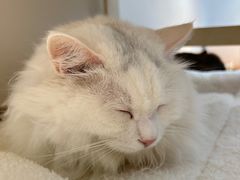 -有猫主题·治愈系猫咖(曾厝垵店)