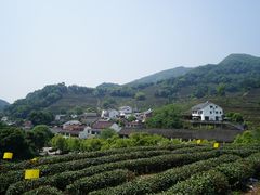 -龙井村