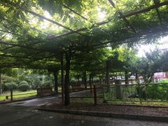 -嘉定紫藤园
