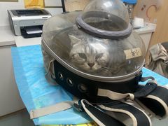 -瑞派·关忠动物医院·猫专科·犬专科(三环新城店)