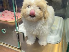 -FAELING PETS美天灵宠物(富力广场店)