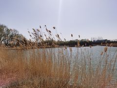 -大兴滨河森林公园