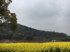 -苏州上方山国家森林公园