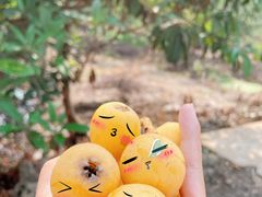 -塘栖枇杷特色园区