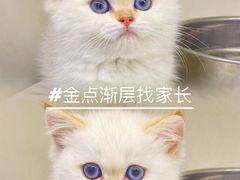 -lincat·猫舍(广州店)