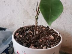 -胖哥料理(兴义里店)