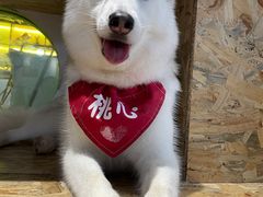 -Husky Go! 哈士奇体验馆·宠物咖啡厅狗咖