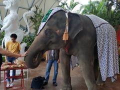 -清迈夜间动物园