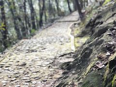 -上海佘山国家森林公园天马山园