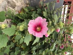 iphone_upload_pic-双新垂钓园