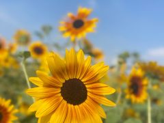 -海心沙亚运公园