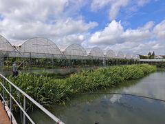 -马陆小张葡萄园农家乐