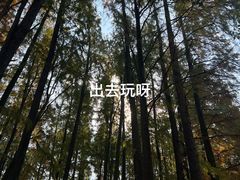 -上海共青森林公园