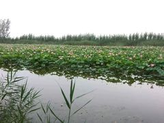 -白洋淀景区