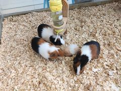 -怪兽屋·羊驼·猫咖·狗咖(俊华广场店)