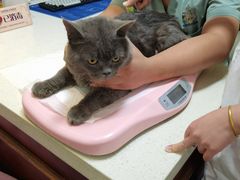 -宠爱国际动物医院· 猫科· 外科·中兽医(长白店)