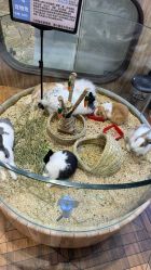 -卡通尼·Safari非洲探索乐园·生日会(金桥国际商业广场店)