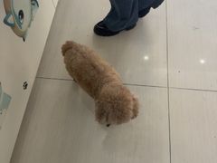-全心全意连锁动物医院·微创中心·内科急重症·心脏专科(丰管路店)