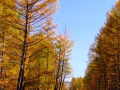 -莫尔道嘎国家森林公园